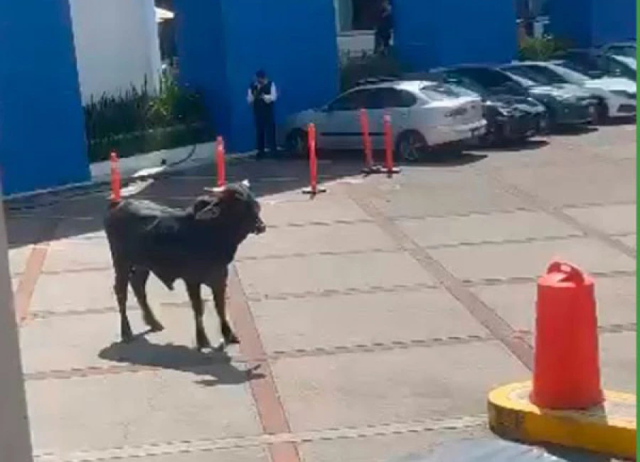 Toro irrumpe en las instalaciones de la Universidad La Salle. | Screenshot