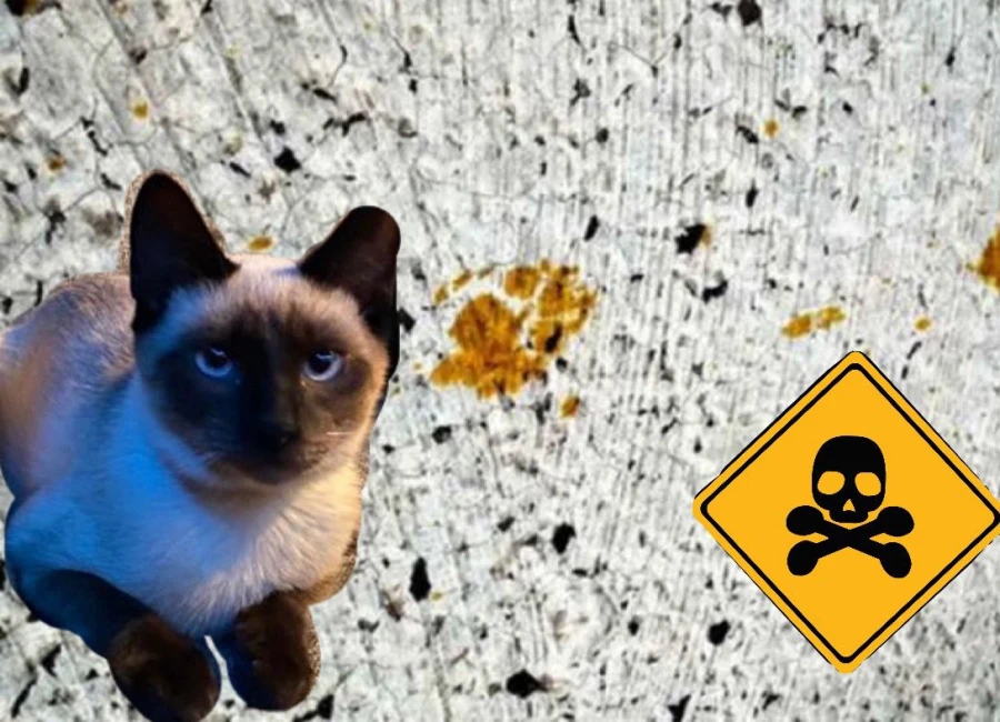 Caos en Fukuyama, Japón, un gato químico desata preocupación