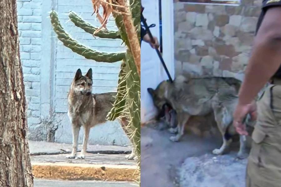 El lobo finalmente fue capturado y llevado a revisión.