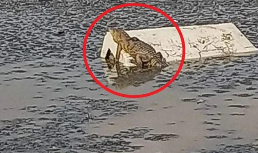 Cocodrilos en la laguna: una sorpresa para los habitantes de Cuautitlán Izcalli. | Screenshot